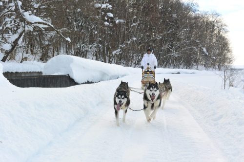 Cristian Dávila going Dog Sledding in Hokkaido Japan 2022